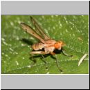 Opomyza germinationis - Saft- Wiesenfliege 01 5mm.jpg